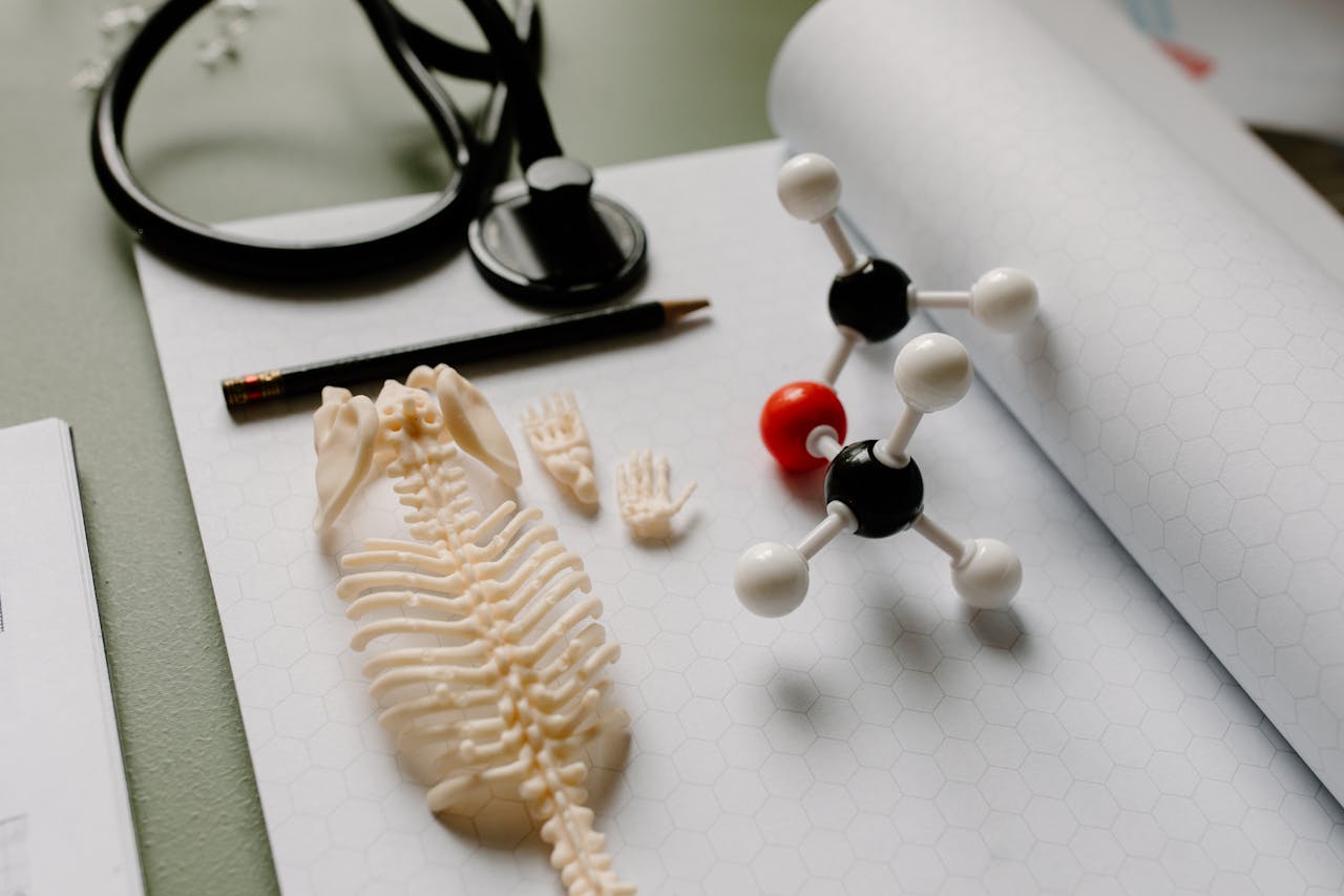 Flat lay of a skeleton model, molecule structure, and stethoscope on hexagon graph paper for educational purposes.